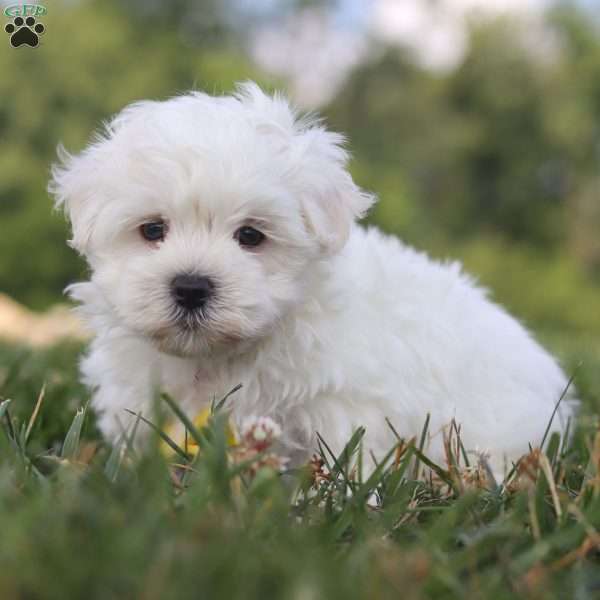 Jesse, Maltese Puppy